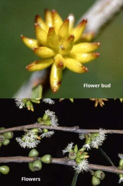 Skinny Minny Hardy Eucalyptus Tree (Eucalyptus Moorei) - 1 Gallon Pot -Trees And Plants Eucalyptus Skinny Minny 1 5