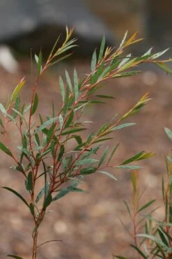 Skinny Minny Hardy Eucalyptus Tree (Eucalyptus Moorei) - 3 Gallon Pot -Trees And Plants Eucalyptus Skinny Minny 2 3