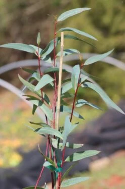 Snow Day Cold Hardy Eucalyptus Tree (Eucalyptus Gregsoniana) - 3 Gallon Pot -Trees And Plants Eucalyptus Snow Day 1 2
