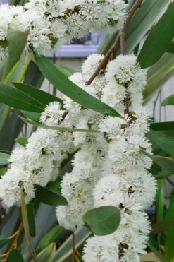 Snow Day Cold Hardy Eucalyptus Tree (Eucalyptus Gregsoniana) - 3 Gallon Pot -Trees And Plants Eucalyptus Snow Day 5 2