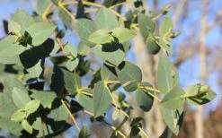 Cab Sav Cold Hardy Eucalyptus Tree (Eucalyptus Rubida) - 1 Gallon Pot -Trees And Plants Eucalyptus Tree Cab Sav Rubida