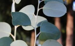 Mappa Tassie Cold Hardy Eucalyptus Tree (Eucalyptus Pauciflora) - 2 Gallon Pot -Trees And Plants Eucalyptus Tree Mappa Tassie Pauciflora Snow Gum 2