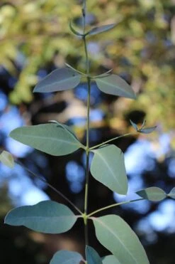 Grace Cold Hardy Eucalyptus Tree (Eucalyptus Elliptica) - 1 Gallon Pot -Trees And Plants Eucalytptus Grace BS 1