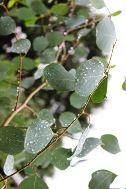 Lucky Country Cold Hardy Eucalyptus Tree (Eucalyptus Camphora) - 3 Gallon Pot -Trees And Plants Eucalytptus Lucky Country BS 3