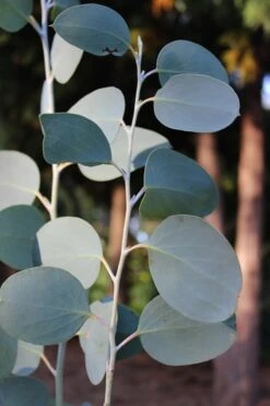 Mappa Tassie Cold Hardy Eucalyptus Tree (Eucalyptus Pauciflora) - 3 Quart Pot -Trees And Plants Eucalytptus Mappa Tassie BS 3