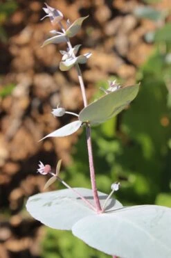 Maggie Cold Hardy Eucalyptus Tree (Eucalyptus Nova Anglica) - 3 Gallon Pot -Trees And Plants Eusalyptus Maggie 1 500x750 4
