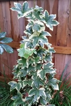 Angyo Star Fatshedera 1 Gallon Pot -Trees And Plants Fatshedera Angyo Star 3