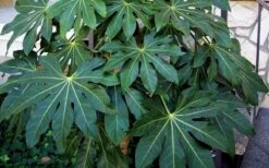 Fatsia Japonica - Japanese Aralia - Glossy Paper Plant - 1 Gallon Pot -Trees And Plants Fatsia Japanese Aralia 1