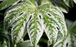 Spider's Web Fatsia - Japanese Aralia Paper Plant - 5 Gallon Pot -Trees And Plants Fatsia Spider Web close Up 1