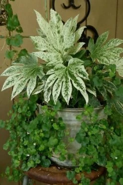 Spider's Web Fatsia - Japanese Aralia Paper Plant - 2 Gallon Pot -Trees And Plants Fatsia Spiders Web 21