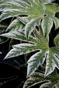 Spider's Web Fatsia - Japanese Aralia Paper Plant - 2 Gallon Pot -Trees And Plants Fatsia Spiders Web 24