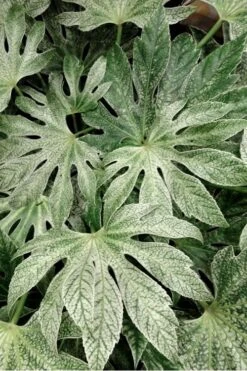 Spider's Web Fatsia - Japanese Aralia Paper Plant - 5 Gallon Pot -Trees And Plants Fatsia Spiders Web 33 1