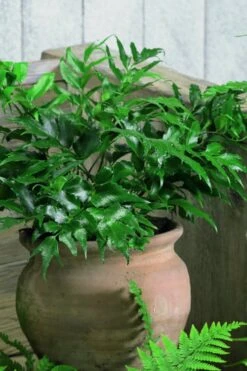 Japanese Holly Fern - Cyrtomium Falcatum 'Rochfordianum' - 2.5 Quart Pot -Trees And Plants Fern Japanese Holly 8
