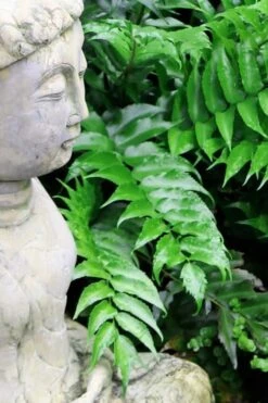 Japanese Holly Fern - Cyrtomium Falcatum 'Rochfordianum' - 2.5 Quart Pot -Trees And Plants Fern Japanese Holly 9