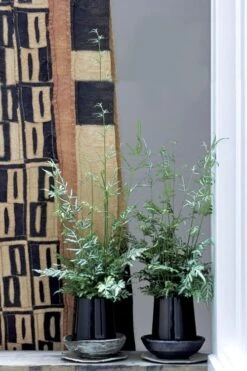 Silver Lace Fern - 5 Pack Of Quart Pots -Trees And Plants Fern Silver Lace 6