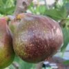 Olympian Cold Hardy Fig Tree - 2 Gallon Pot -Trees And Plants Fig Olympian 1