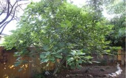 Texas Everbearing Fig Tree - 3 Gallon Pot -Trees And Plants Fig Texas Everbearing 12