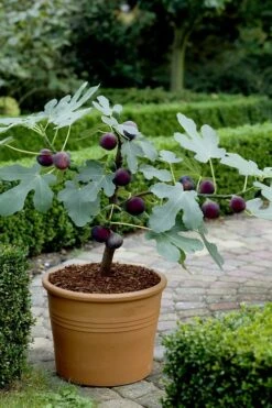 Texas Everbearing Fig Tree - 3 Gallon Pot -Trees And Plants Fig Texas Everbearing 13