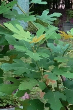 Texas Everbearing Fig Tree - 3 Gallon Pot -Trees And Plants Fig Texas Everbearing 7