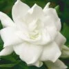 August Beauty Gardenia - 3 Gallon Pot -Trees And Plants Gardenia August Beauty 5 500x750 4