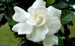 August Beauty Gardenia - 1 Gallon Pot -Trees And Plants Gardenia August Beauty Flower Closeup
