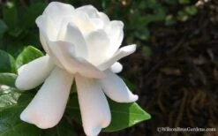 Crown Jewel Gardenia - 1 Gallon Pot -Trees And Plants Gardenia Crown Jewel 4