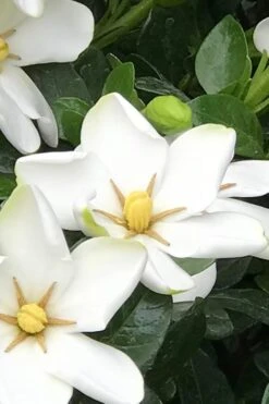 Hardy Fragrant Daisy Gardenia Bush - 1 Gallon Pot -Trees And Plants Gardenia Daisy 21 1