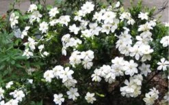 Hardy Fragrant Daisy Gardenia Bush - 1 Gallon Pot -Trees And Plants Gardenia Daisy Blooms 2 1