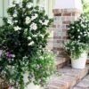 Diamond Spire Gardenia - 2 Gallon Pot -Trees And Plants Gardenia Diamond Spire 1