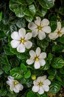 Diamond Spire Gardenia - 2 Gallon Pot -Trees And Plants Gardenia Diamond Spire 2