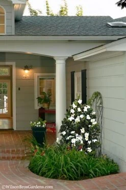 Diamond Spire Gardenia - 1 Gallon Pot -Trees And Plants Gardenia Diamond Spire 5 2