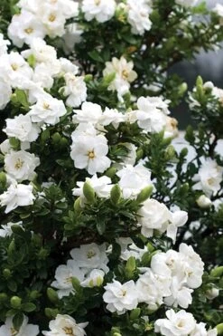 Double Mint Gardenia - 3 Gallon Pot -Trees And Plants Gardenia Double Mint 2 2