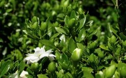 Double Mint Gardenia - 1 Gallon Pot -Trees And Plants Gardenia Double Mint 7 3