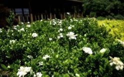 Double Mint Gardenia - 2 Gallon Pot -Trees And Plants Gardenia Double Mint 8