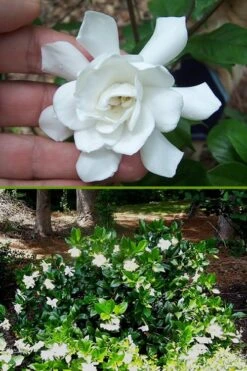 Fall In Love Cold Hardy Gardenia - 1 Gallon Pot -Trees And Plants Gardenia Fall In Love BS