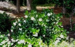 Fall In Love Cold Hardy Gardenia - 1 Gallon Pot -Trees And Plants Gardenia Fallin In Love Shrub