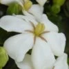 Heaven Scent Gardenia - 1 Gallon Pot -Trees And Plants Gardenia Heaven Scent 15 1