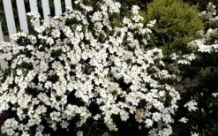 Heaven Scent Gardenia - 1 Gallon Pot -Trees And Plants Gardenia Heaven Scent 17 1