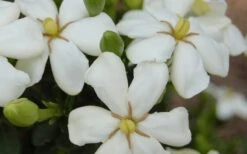 ScentAmazing Gardenia - 2 Gallon Pot 11 ScentAmazing Gardenia - 2 Gallon Pot -Trees And Plants Gardenia Scentamazing 20 1