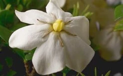 ScentAmazing Gardenia - 2 Gallon Pot 13 ScentAmazing Gardenia - 2 Gallon Pot -Trees And Plants Gardenia Scentamazing Closeup 1