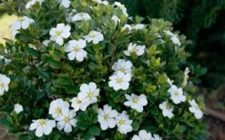 ScentAmazing Gardenia - 2 Gallon Pot 12 ScentAmazing Gardenia - 2 Gallon Pot -Trees And Plants Gardenia Scentamazing Shrub 1