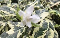 Variegated August Beauty Gardenia - 1 Gallon Pot 10 Variegated August Beauty Gardenia - 1 Gallon Pot -Trees And Plants Gardenia Variegated 1 2