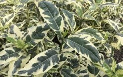 Variegated Gardenia - 1 Gallon Pot -Trees And Plants Gardenia Variegated 2