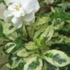 Variegated Gardenia - 1 Gallon Pot -Trees And Plants Gardenia Variegated BS
