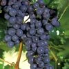 Concord Grape Vine - 1 Gallon Pot -Trees And Plants Grape Concord 1 1