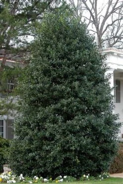 Nellie R. Stevens Holly - 6 Pack Of 1 Gallon Pots -Trees And Plants Holly Nellie Stephens 10