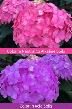 After Midnight Hydrangea - 3 Gallon Pot -Trees And Plants Hydrangea After Midnight 6