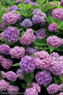 All Summer Beauty Hydrangea - 3 Gallon Pot -Trees And Plants Hydrangea All Summer Beauty 1