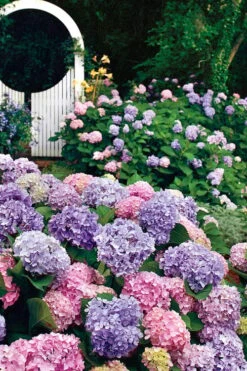 All Summer Beauty Hydrangea - 3 Gallon Pot -Trees And Plants Hydrangea All Summer Beauty 2