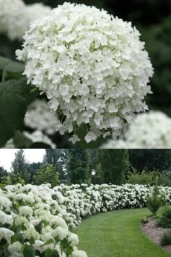 Annabelle Hydrangea - 3 Gallon Pot 14 Annabelle Hydrangea - 3 Gallon Pot -Trees And Plants Hydrangea Annabelle 1 500x750 1
